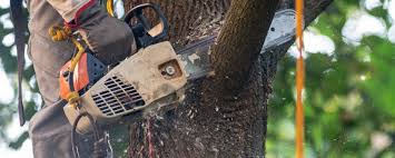 Best Hazardous Tree Removal  in Sylacauga, AL