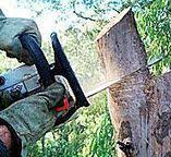 Best Tree Cabling and Bracing  in Sylacauga, AL