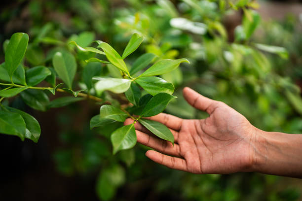 Best Tree and Shrub Care  in Sylacauga, AL