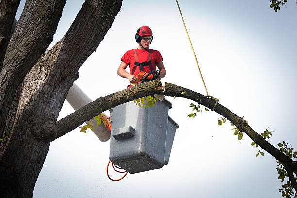 Best Tree Maintenance Programs  in Sylacauga, AL