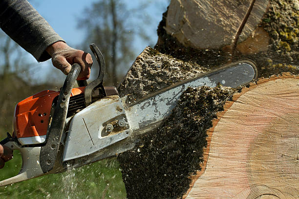 How Our Tree Care Process Works  in  Sylacauga, AL